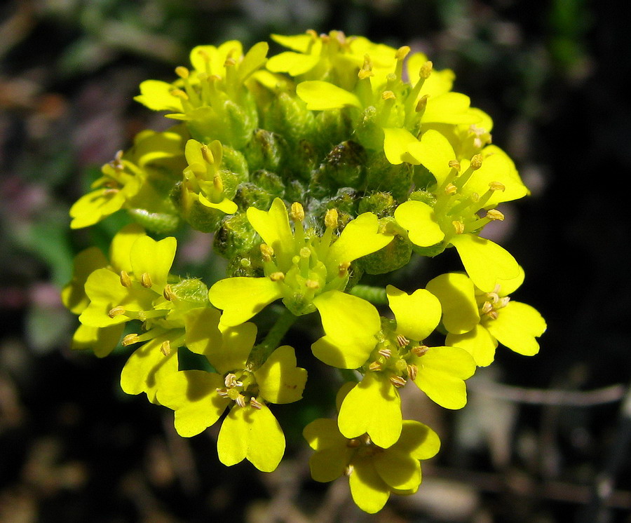 Odontarrhena bertolonii (=Alyssum bertolonii) / Alisso di Bertoloni